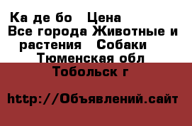 Ка де бо › Цена ­ 25 000 - Все города Животные и растения » Собаки   . Тюменская обл.,Тобольск г.